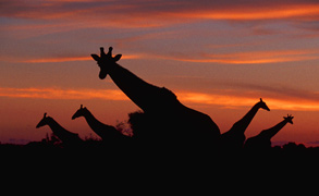 Safari to Africa - Giraffes silhouette