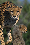 Cheetahs are often seen in the Serengeti