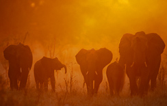 Almost all safaris to Botswana include elephants