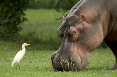 Hippos are commonly seen on a Malawi safari