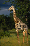 Thornicroft's Giraffe seen on a Zambia safari