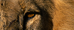 African Safaris with Eyes on Africa