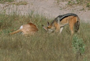 Black-backed Jackal v Mexican Coyote - Carnivora
